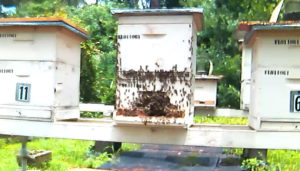 Bees after being moved into the apiary.