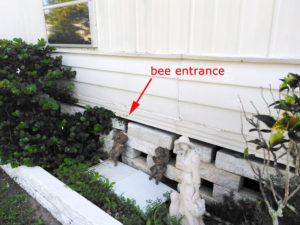 Bee entrance under mobile home.