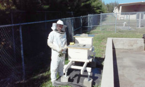 Mark checking the hives' status.