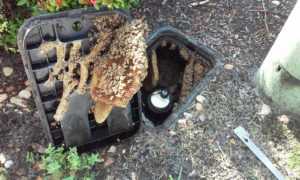 bee_removal_from_water_meter_9_14_2016_a