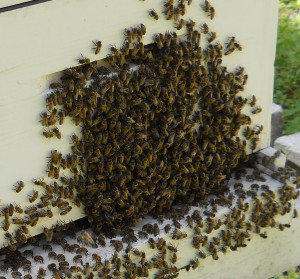 bees_hanging_out_hive_4