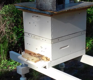 bees_in_water_meter_5_31_2016_in_apiary