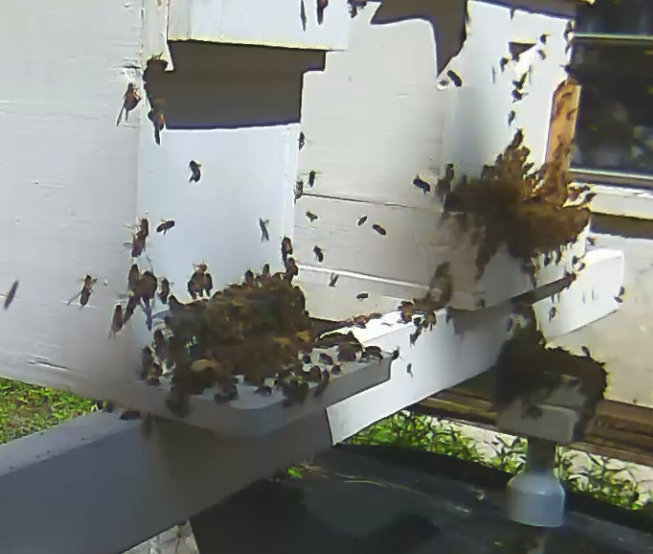 Once at the apiary and after a day, the opening of the nuc entrance resulted in the bees leaving the nuc and going over to another hive. This happened probably because the swarm nuc was queenless. We were probably unable to get the queen because she was inside the tile roof structure on the house.