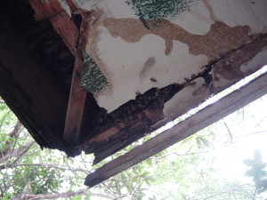 Bee_hive_in_corner_0f_roof