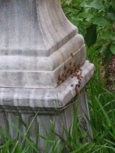 bee_hive_in_water_fountain_9_17_2016_pix2
