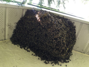 Click on for larger picture.