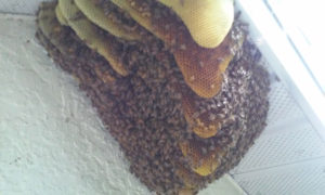 bee_hive_on_side_of_house_10_12_2016_pix2