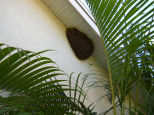 bee_hive_on_side_of_house_11_2_2016_pix1