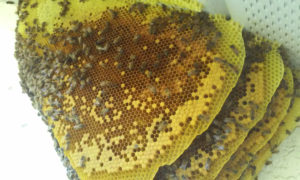 bee_hive_on_side_of_house_11_2_2016_pix2