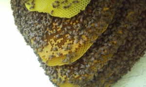 bee_hive_on_side_of_house_11_2_2016_pix3