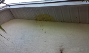 bee_hive_on_side_of_house_11_2_2016_pix4