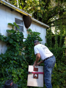 Bee_hive_on_side_of_house_7_24_2016