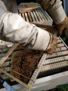 Bee_hive_on_side_of_house_7_24_2016_pix4