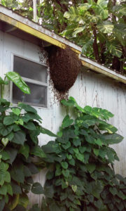 Bee_hive_on_side_of_house_7_24_2016_pix5