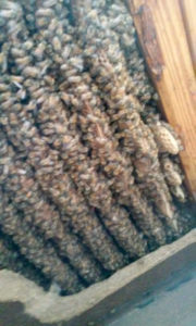 Comb between floor joists