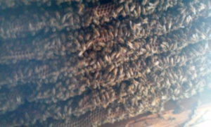 Comb between floor joists.