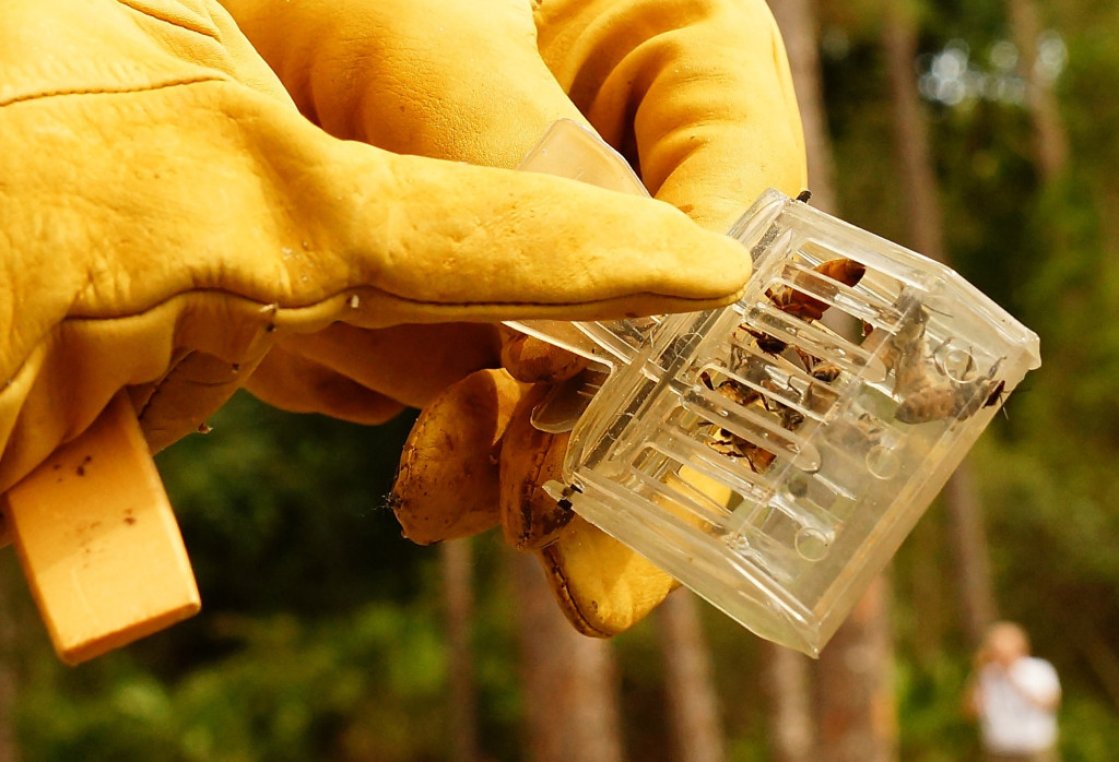 Found the queen and she looks healthy and active