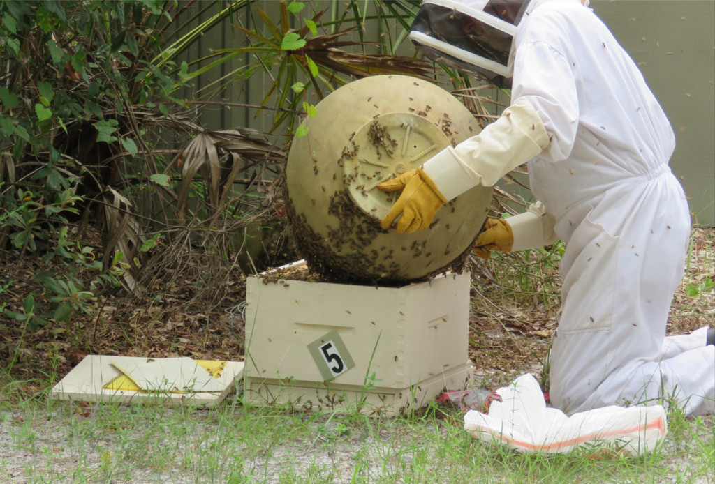 Shaking as many remaining bees into the hive box