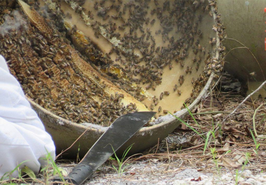 Removing the comb and placing into empty frames