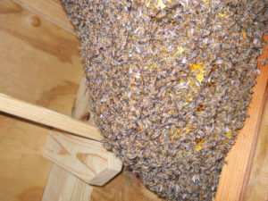 Bees in an outdoor kitchen cabinet