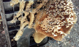 bee_removal_from_water_meter_9_14_2016_b