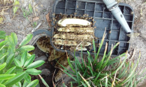 bee_removal_from_water_valve