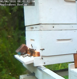 bees_from_concrete_block_wall_6_6_2016