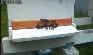 bees_from_concrete_block_wall_a_6_6_2016