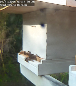 bees_from_house_roof_in_apiary