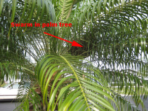 bees_in_palm_tree
