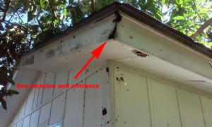 bees_in_shed_roof