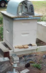 bees_in_shed_roof_now_in_apiary
