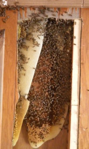 bees_in_trailer_wall_a_6_3_2016