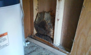 bees_in_trailer_wall_b_6_3_2016