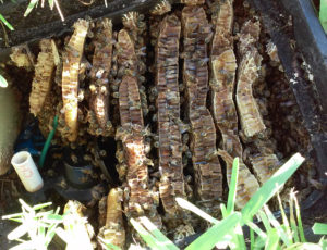 Bees and comb packing full a ground water meter box.