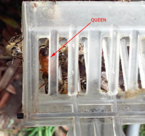 bees_in_water_valve_7_8_2016_queen