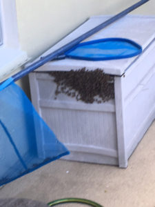 bees_pool_storage_bin_1