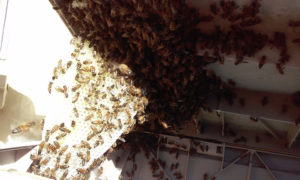 bees_pool_storage_bin_2