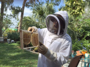 comb_from_flower_pot_1