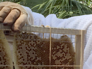 comb_from_flower_pot_2