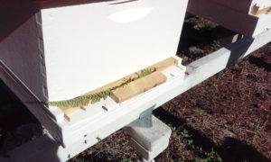 flower_pot_relocated_to_apiary_2