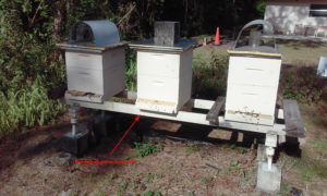 gazebo_hive_in_apiary