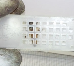 queen_from_flower_pot_3